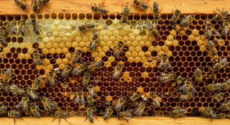 Anadolu Arısı ve Çıtaüstü