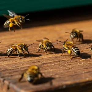 Buckfast-Belfast Arısı Havalandırma