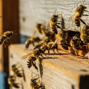 İtalyan Arısı Kovan Girişi