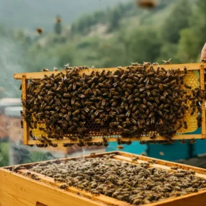 Kafkas Arısı Çıta Üzeri