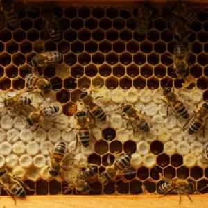 Karniyol Arısı ve Petek Örme