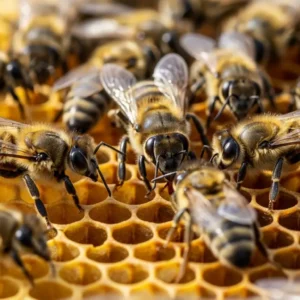 Bal Arısı Kolonisi