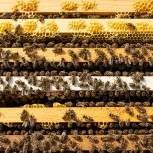 Bal Arısı Kolonisi