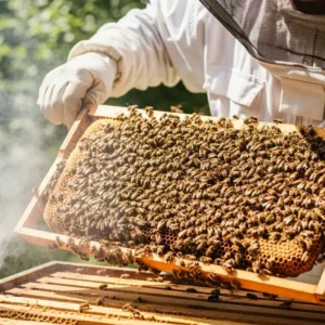 Bal Arısı Kolonisi