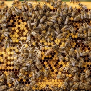 Bal Arısı Kolonisi