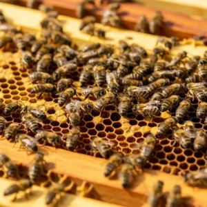 Arı Kovanlarında Kireç Hastalığı