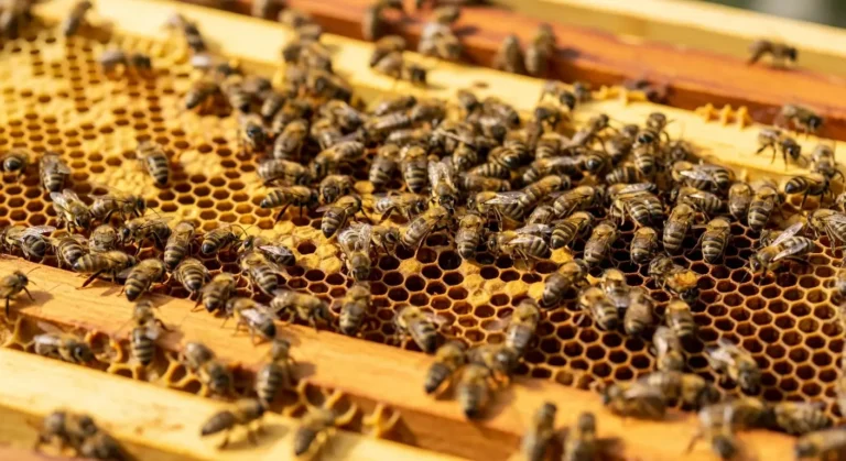 Arı Kovanlarında Kireç Hastalığı