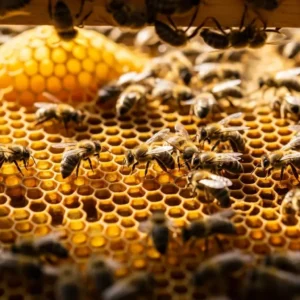 Bal Arılarında Amerikan Yavru Çürüklüğü