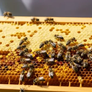 Bal Arılarında Avrupa Yavru Çürüklüğü