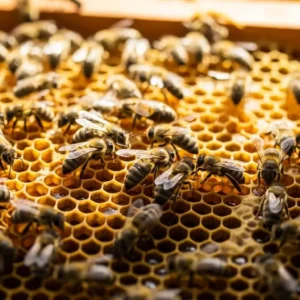 Bal Arılarında Görülen Virüs Hastalıkları