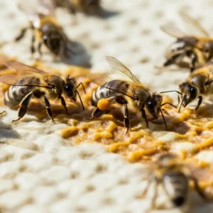 Bal Arılarında Nosema Hastalığı